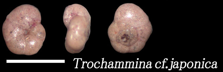 Trochammina cf.japonica